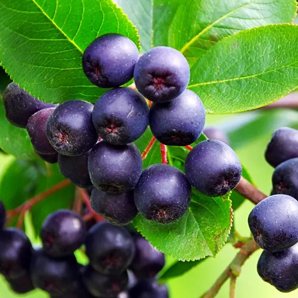 Aronia Berry, The Super Brain Berry